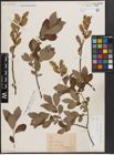 Foto von Salix cinerea L.